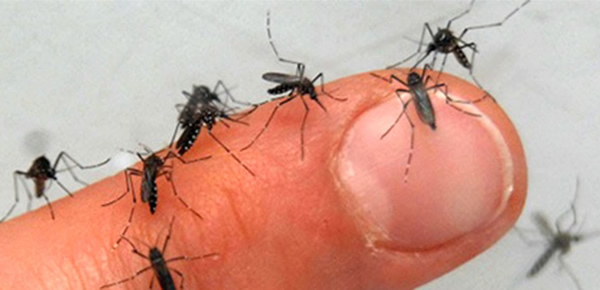 Mosquito bites