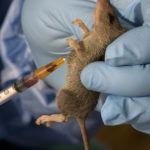 Lassa Fever