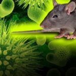 Hantavirus: Man dies in China after testing positive to another virus
