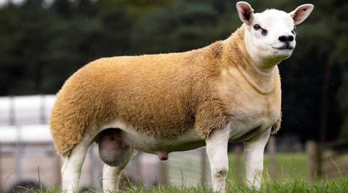 World’s most expensive sheep
