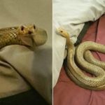 Reptiles invade homes in Anambra
